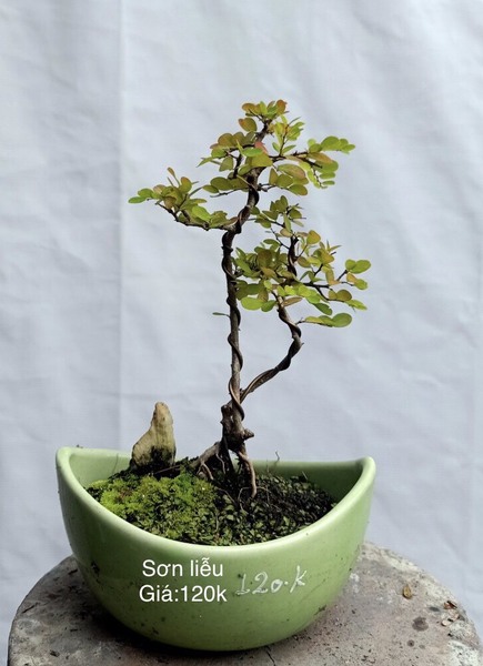 Cây bonsai - Bonsai Chu Thoong